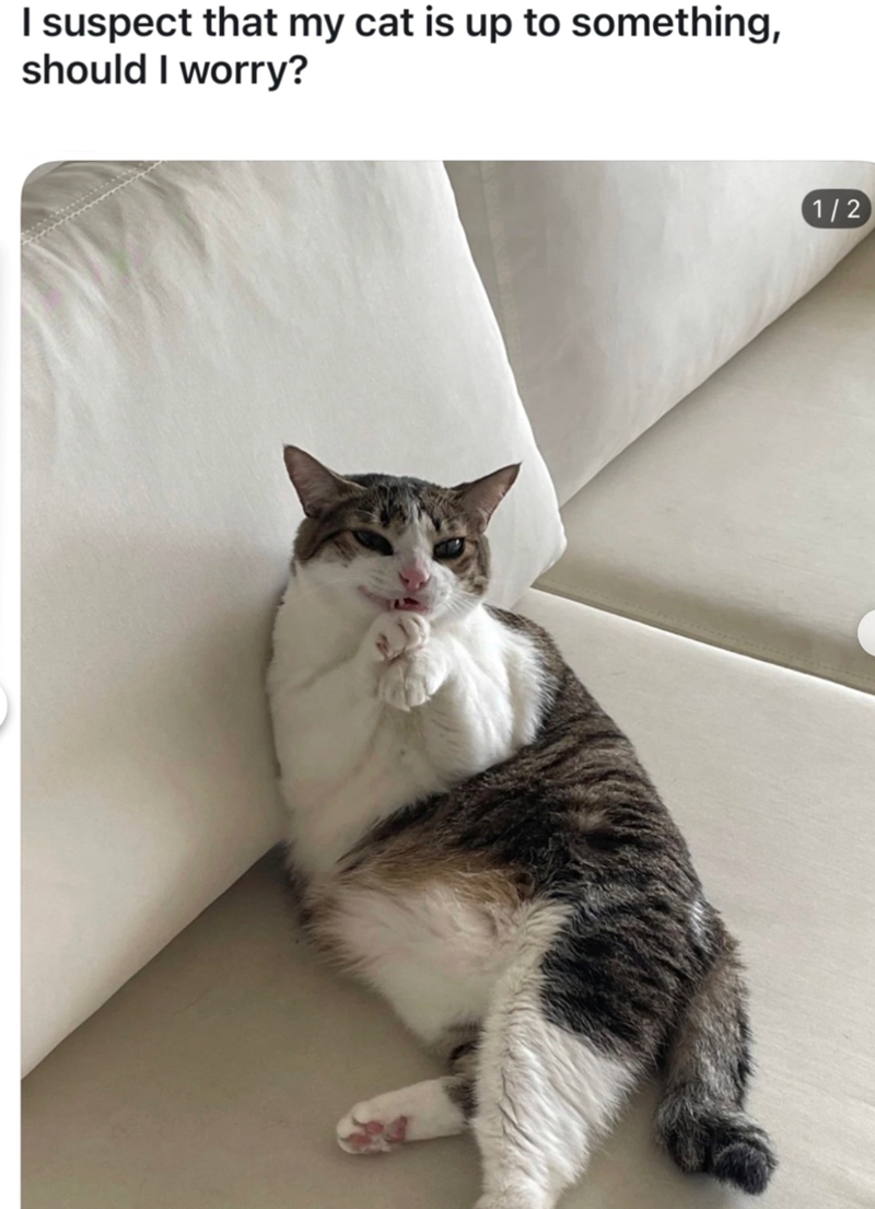 I suspect that my cat is up to something, should I worry? 1/2