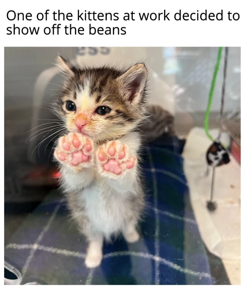 One of the kittens at work decided to show off the beans