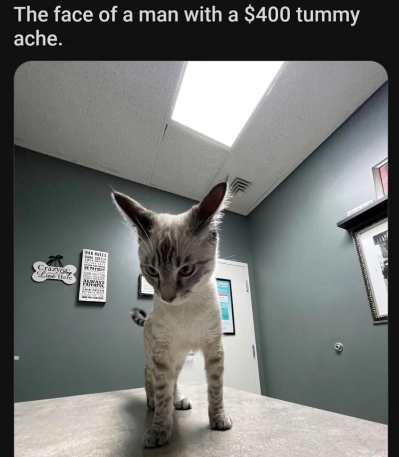 The face of a man with a $400 tummy ache. CrazyDog Live Here DOC RULES DO MY BE PATIENT SHOW ALWAY FAITHIY LICK OFTEN 6