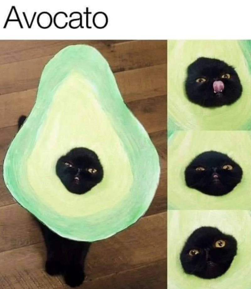 Avocato