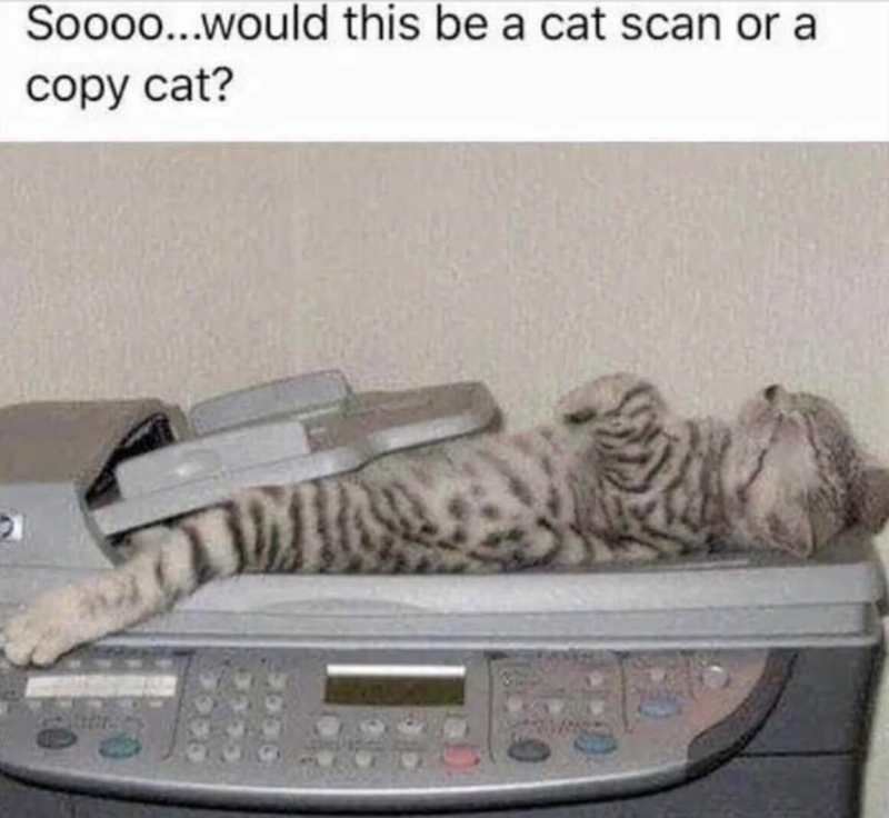 Soooo...would this be a cat scan or a copy cat?