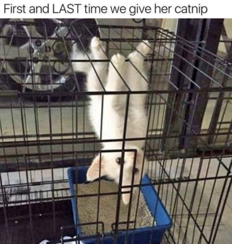 First and LAST time we give her catnip