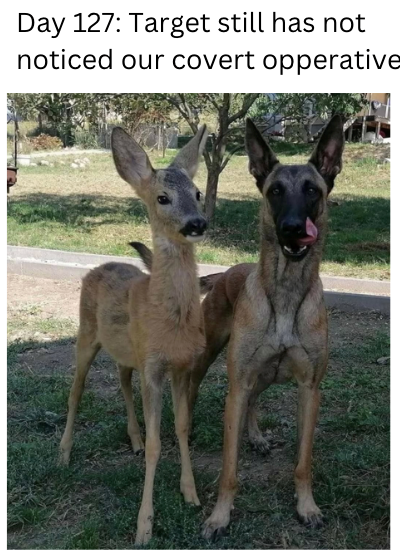 Day 127: Target still has not noticed our covert opperative