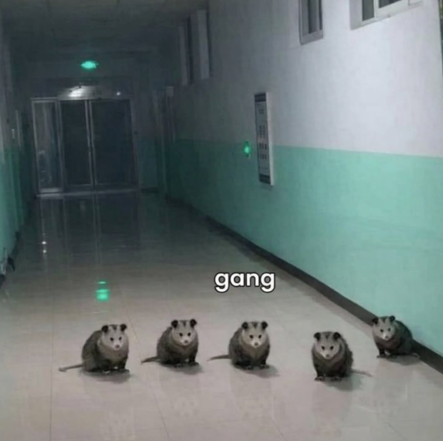 gang