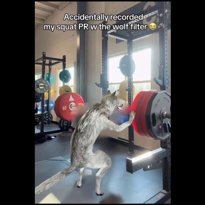 Accidentally recorded my squat PR w the wolf filter 12