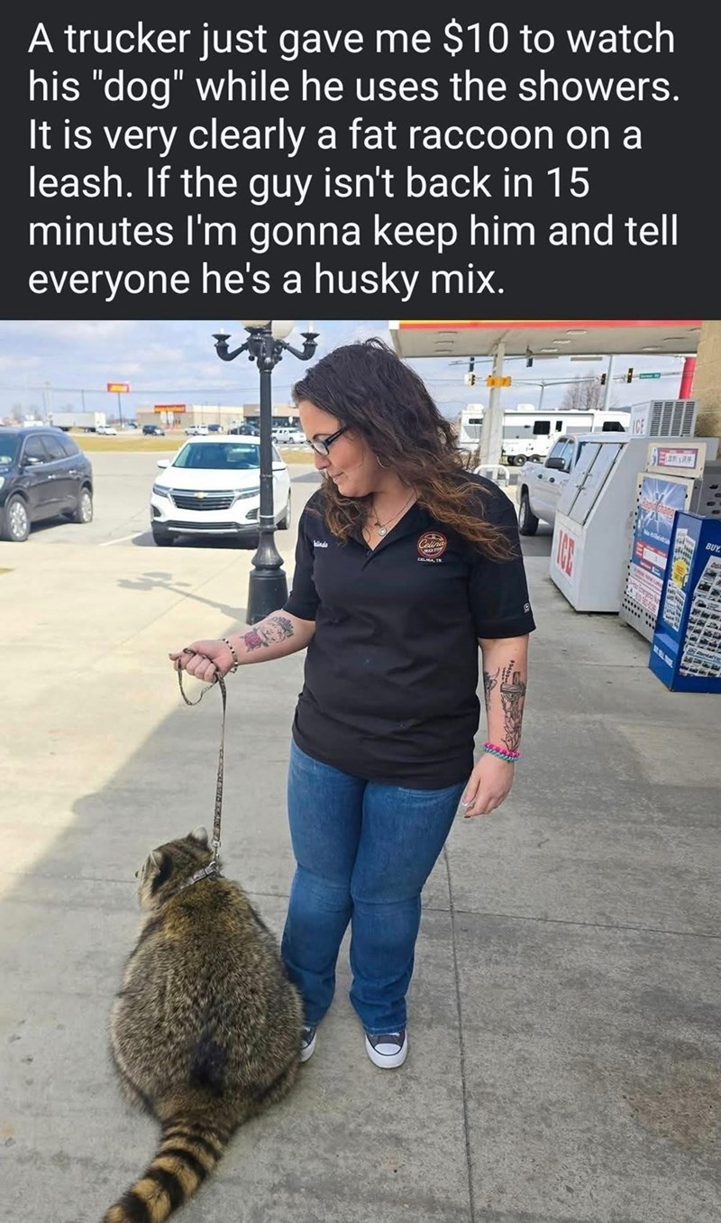 A trucker just gave me $10 to watch his "dog" while he uses the showers. It is very clearly a fat raccoon on a leash. If the guy isn't back in 15 minutes I'm gonna keep him and tell everyone he's a husky mix. D Winds CELINA, TN BUY