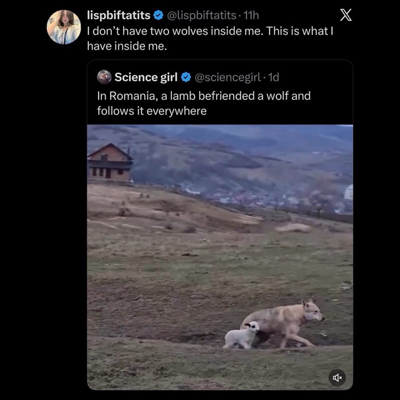 lispbiftatits @lispbiftatits 11h I don't have two wolves inside me. This is what I have inside me. Science girl @sciencegirl. 1d In Romania, a lamb befriended a wolf and follows it everywhere X