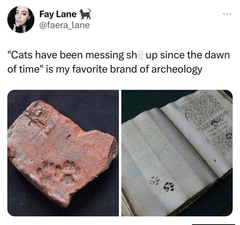 Fay Lane @faera_lane 806 "Cats have been messing sh up since the dawn of time" is my favorite brand of archeology L く ALL