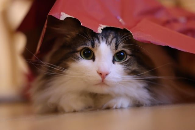 Cheezburger Image 10611433728