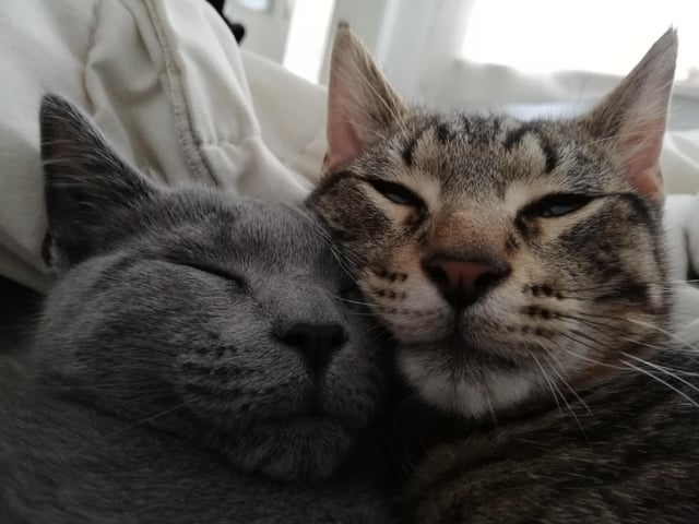 Cheezburger Image 10611433984