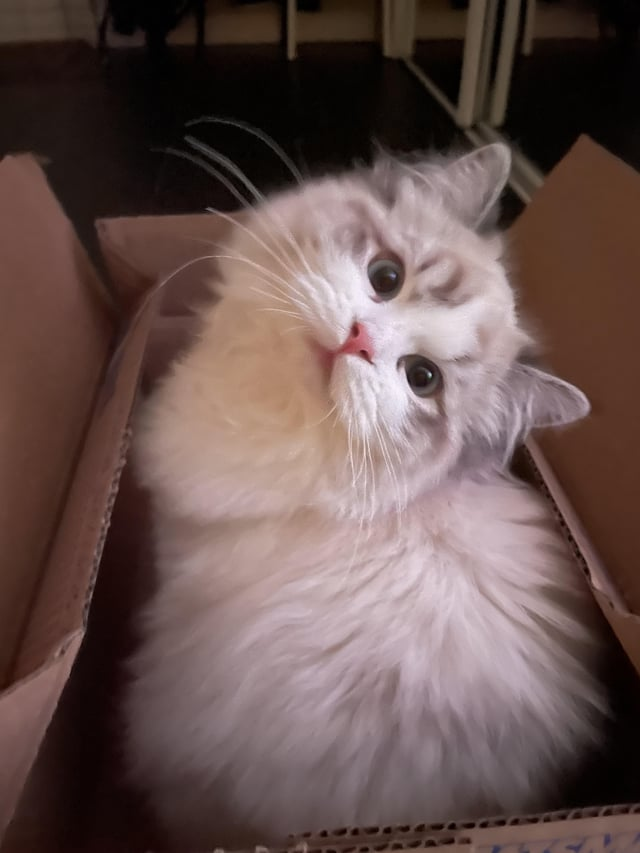 Cheezburger Image 10611434240