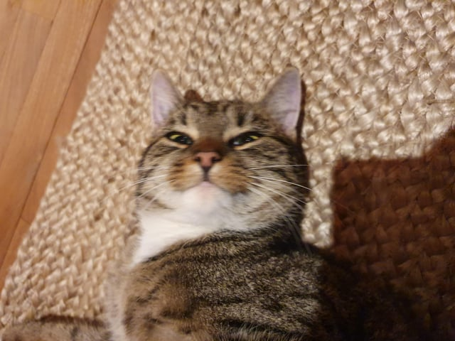 Cheezburger Image 10611434496