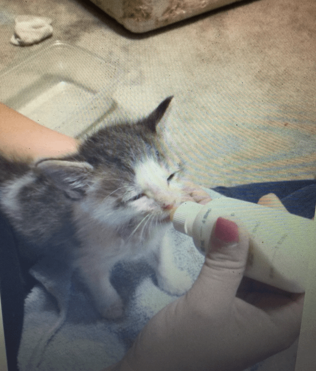 Cheezburger Image 10611434752