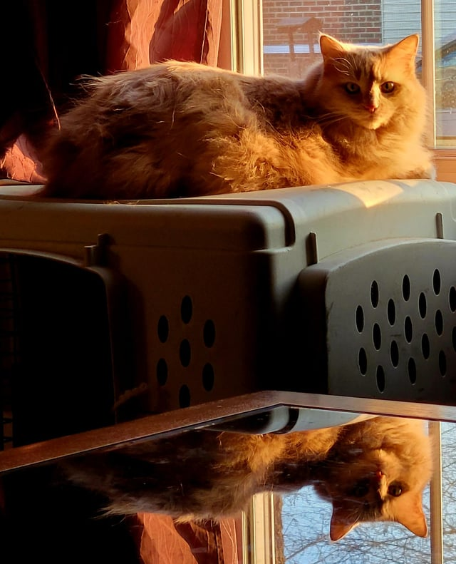 Cheezburger Image 10611435008