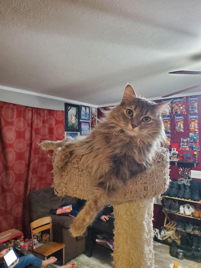 Cheezburger Image 10611435264