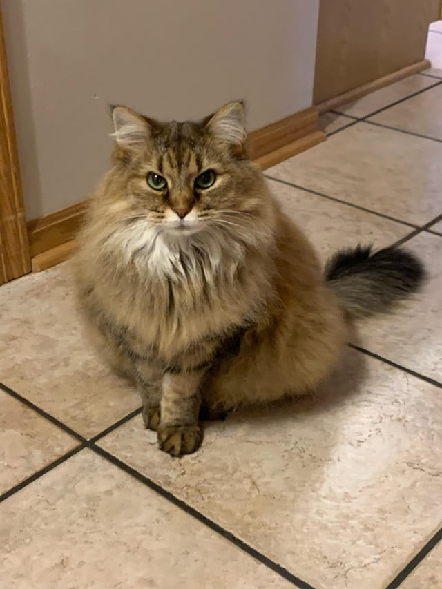 Cheezburger Image 10611435776