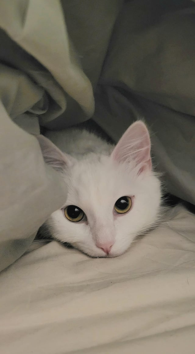 Cheezburger Image 10611436032