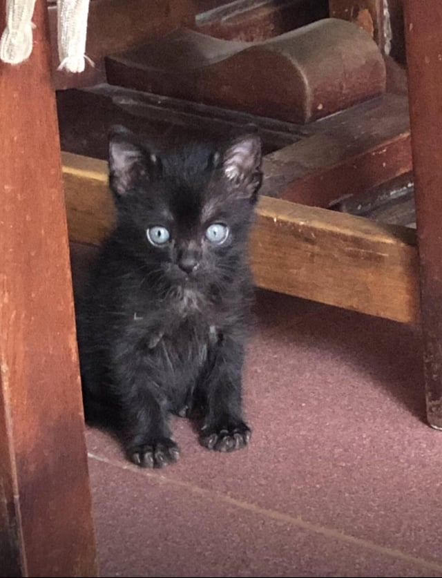 Cheezburger Image 10611436288