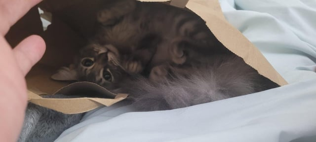 Cheezburger Image 10611436544