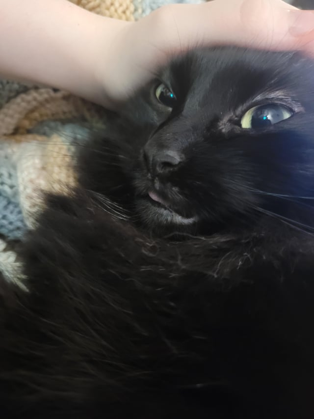 Cheezburger Image 10611437056