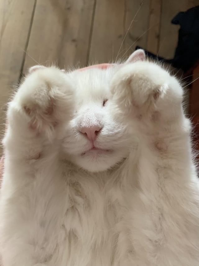 Cheezburger Image 10611437312