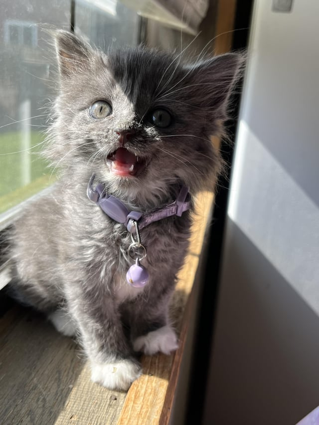 Cheezburger Image 10611437568