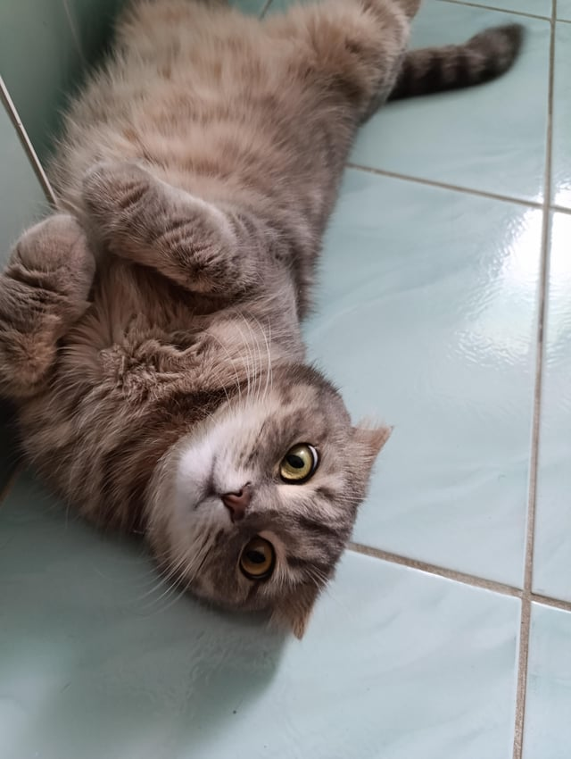 Cheezburger Image 10611437824