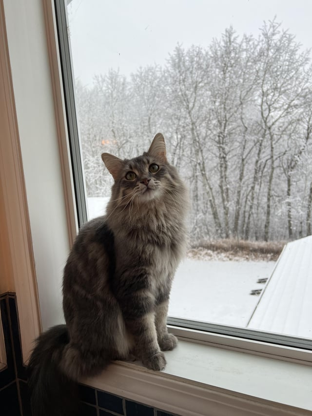 Cheezburger Image 10611438080