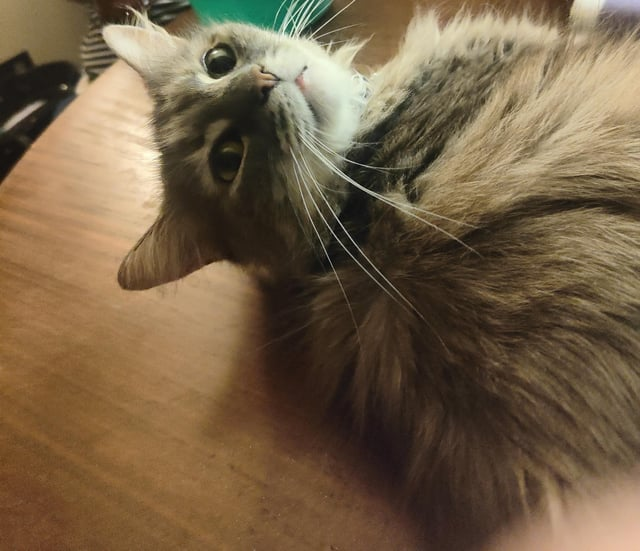 Cheezburger Image 10611438336