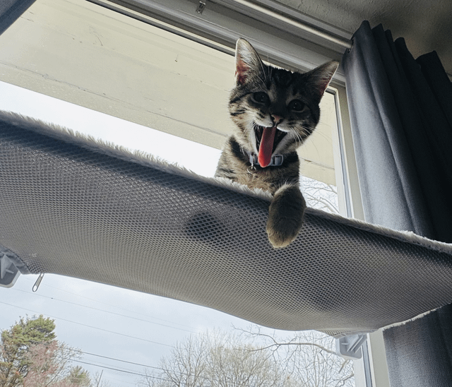 Cheezburger Image 10611438592