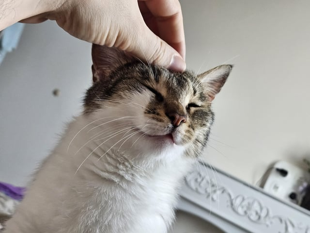 Cheezburger Image 10611438848