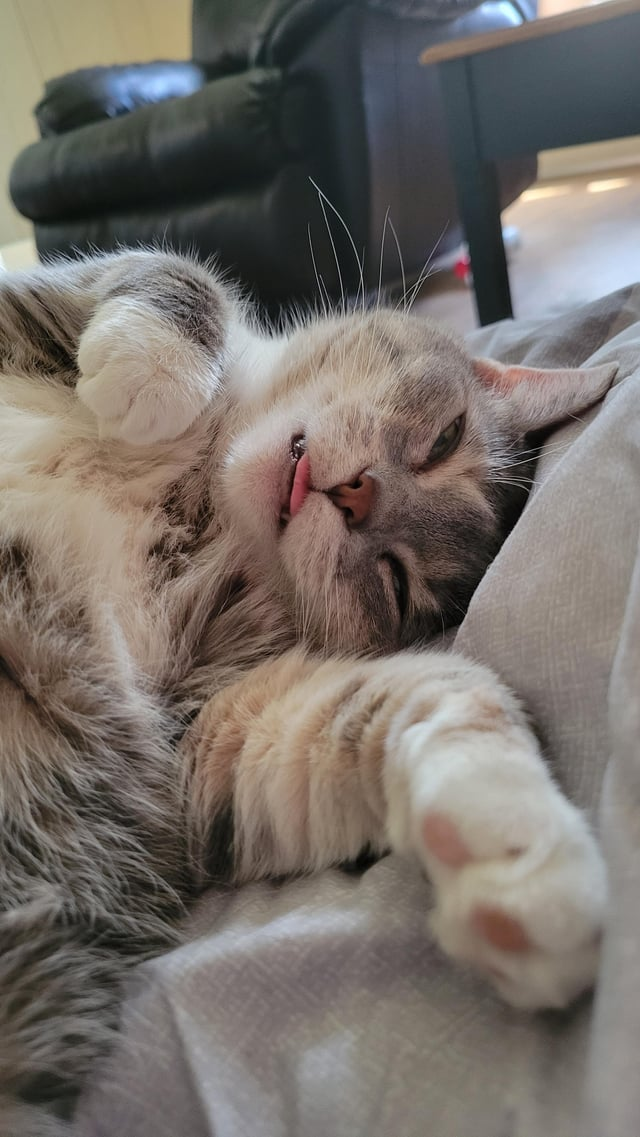 Cheezburger Image 10611439104