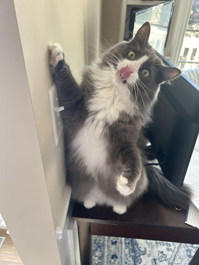 Cheezburger Image 10611439872