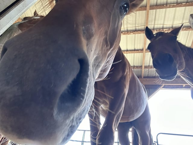 Cheezburger Image 10611440896