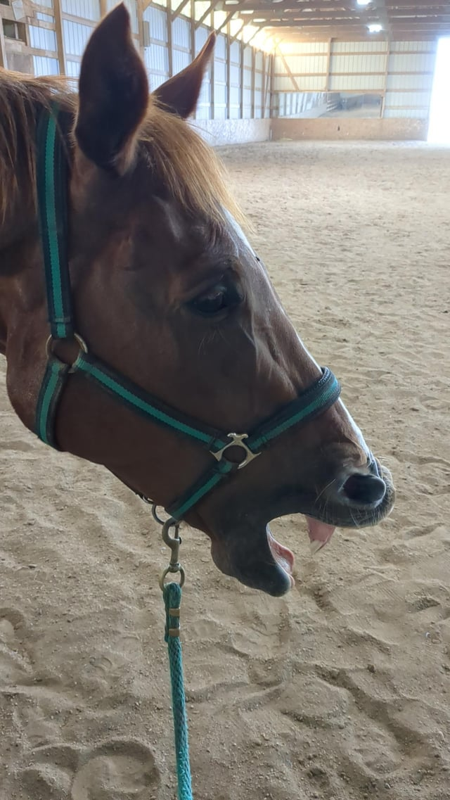 Cheezburger Image 10611441152