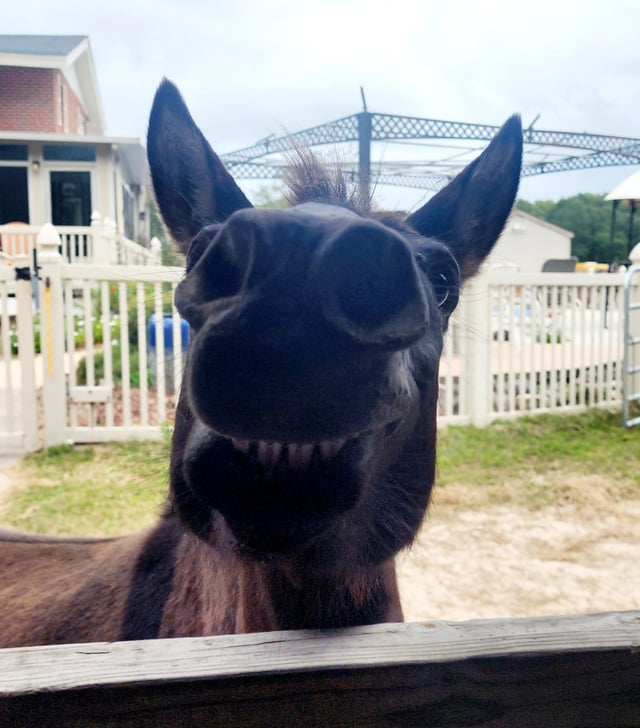 Cheezburger Image 10611441408