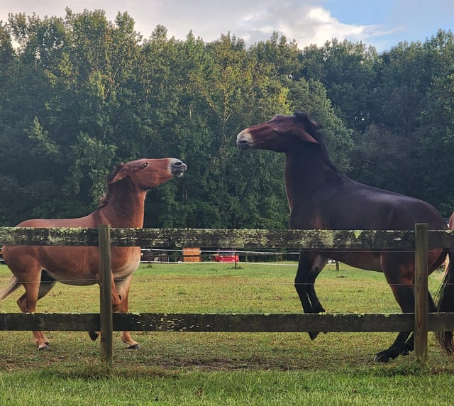 Cheezburger Image 10611441664