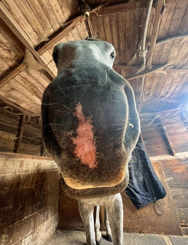 Cheezburger Image 10611441920