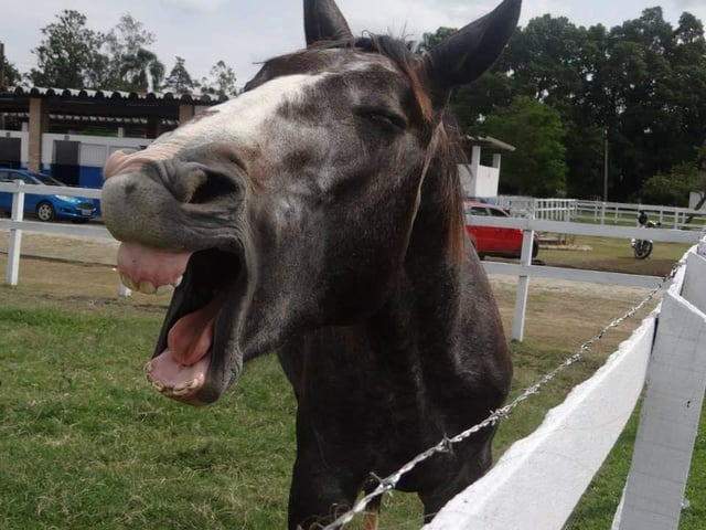 Cheezburger Image 10611442176