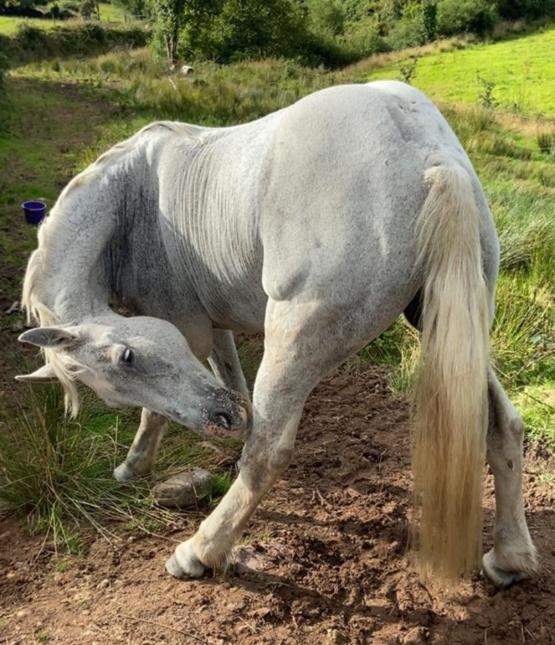 Cheezburger Image 10611442432