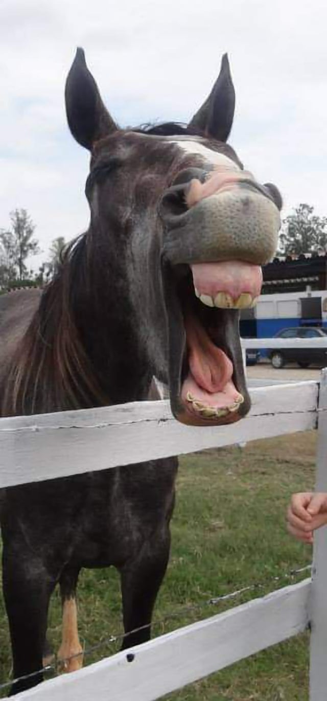 Cheezburger Image 10611442944