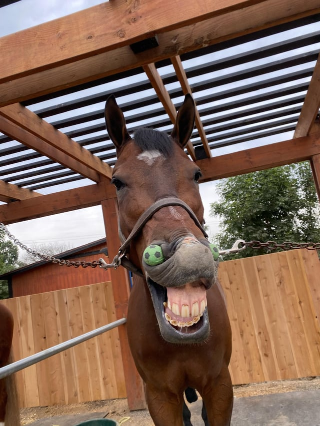 Cheezburger Image 10611443200