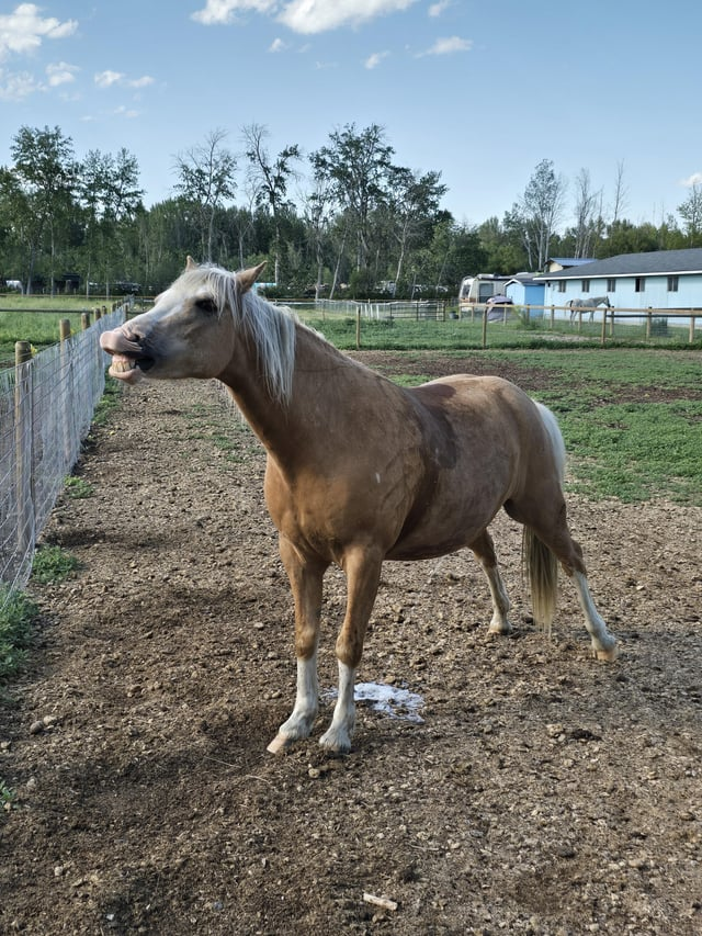 Cheezburger Image 10611443456