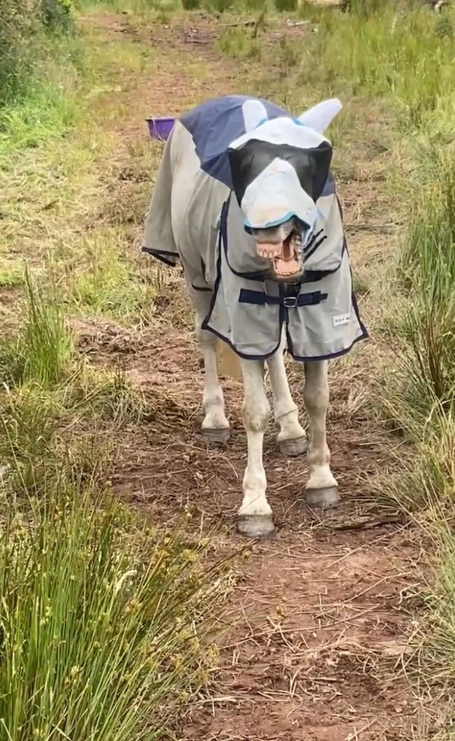 Cheezburger Image 10611444224