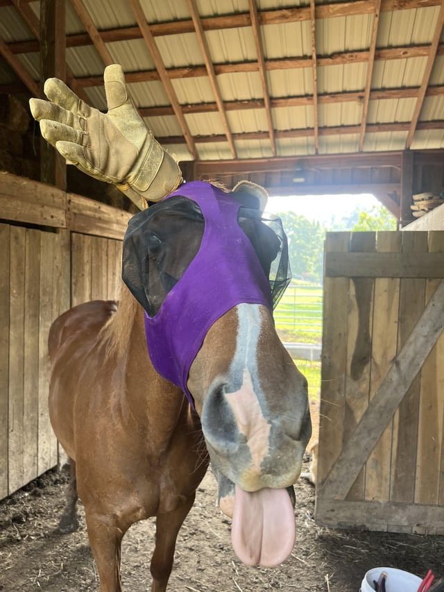 Cheezburger Image 10611444480