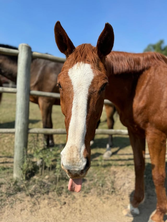 Cheezburger Image 10611444736