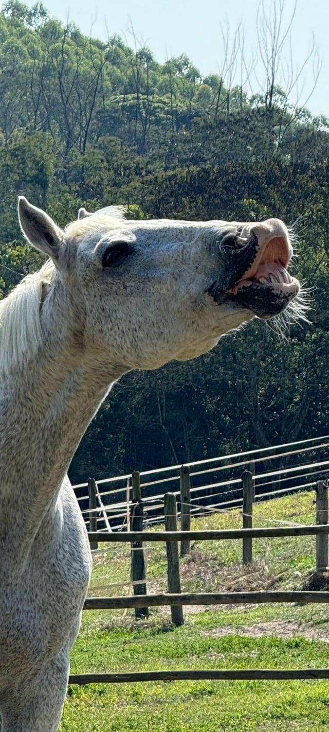 Cheezburger Image 10611444992