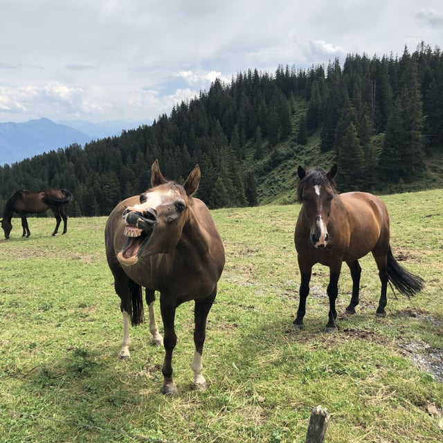 Cheezburger Image 10611445504