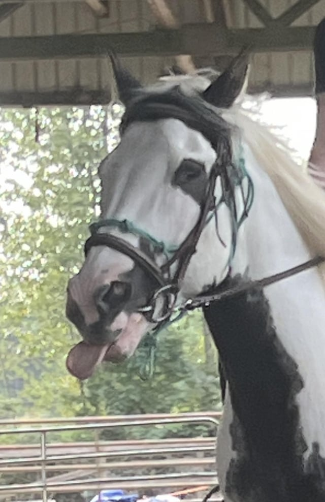 Cheezburger Image 10611446272