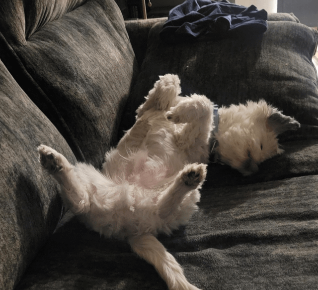 Cheezburger Image 10611448320